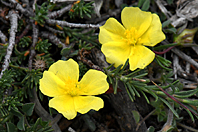 Fumana procumbens Fumana procumbens